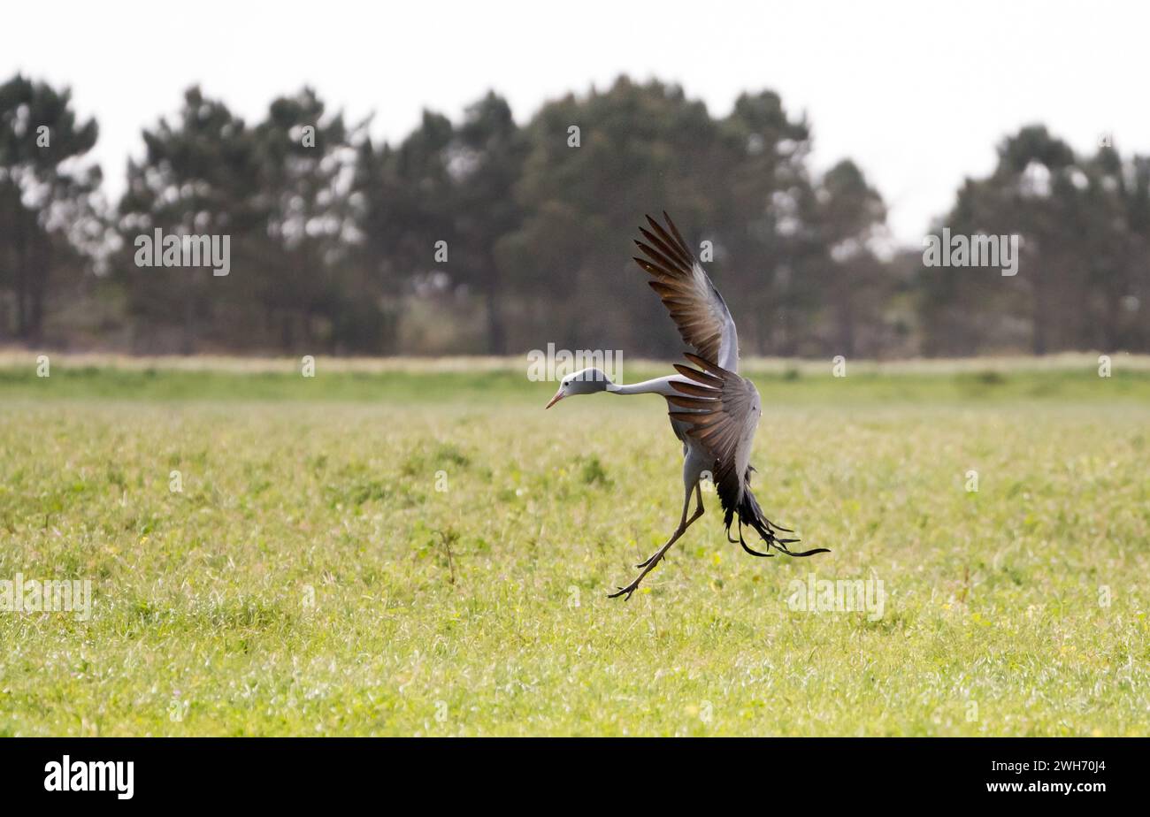 Blue Crane (Grus paradisea) uccello ravvicinato nella natura selvaggia del Capo Occidentale, Sud Africa, saltando in danza rituale di accoppiamento o corteggiamento con le ali aperte Foto Stock