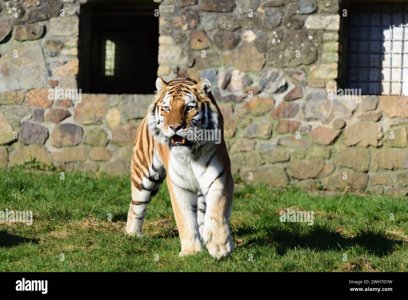 Una tigre Amur maschio al Dartmoor Zoo Park, Devon. Foto Stock