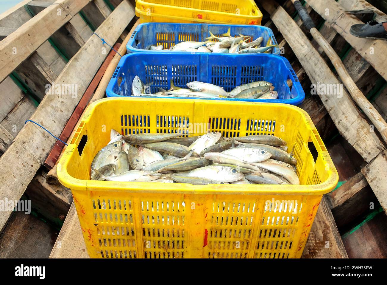Sgombro in un cesto su una barca da pesca in vendita al mercato Foto Stock