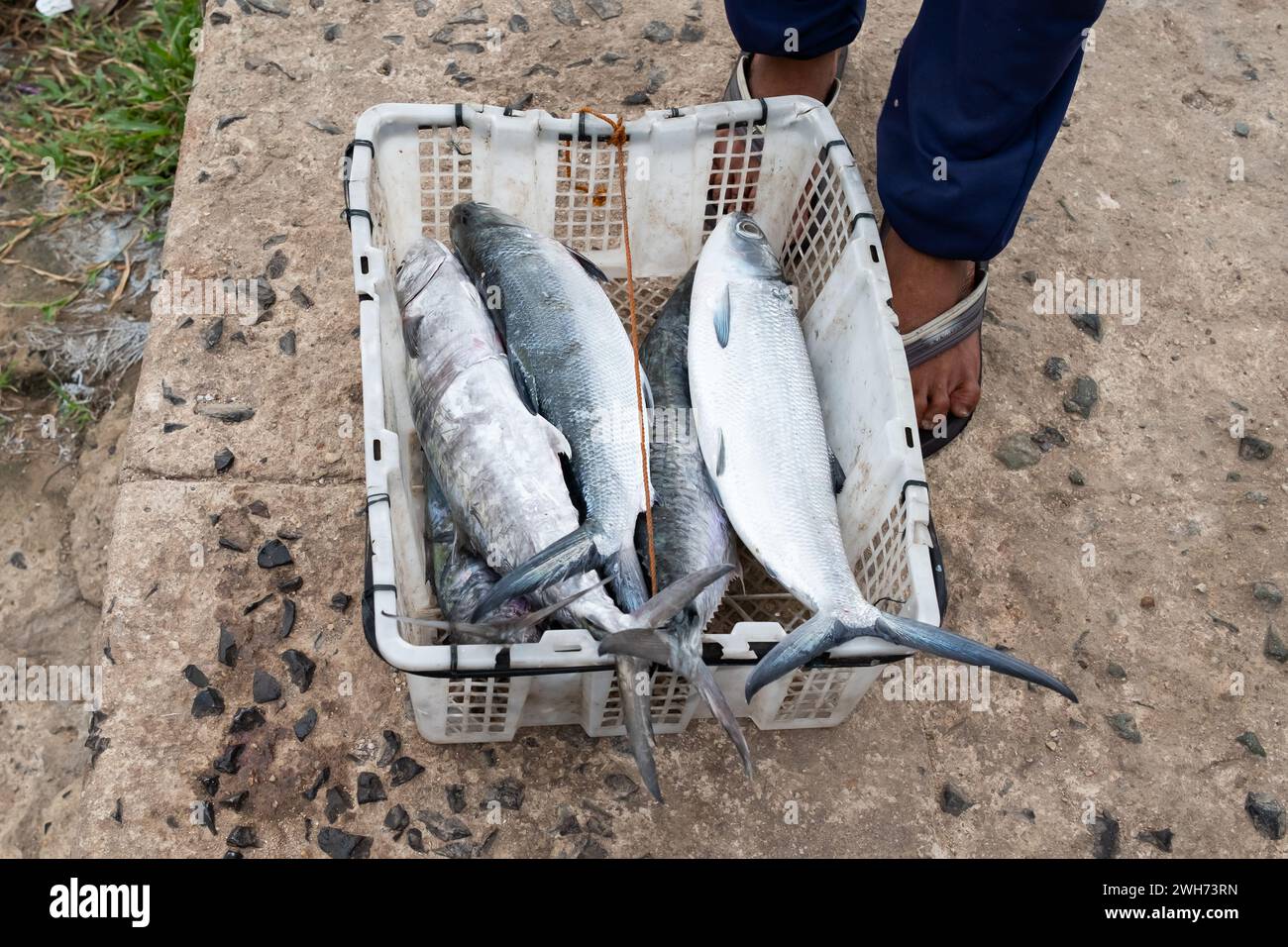 Pesce fresco in un cestino. Pesce in un cestino in vendita. Foto Stock