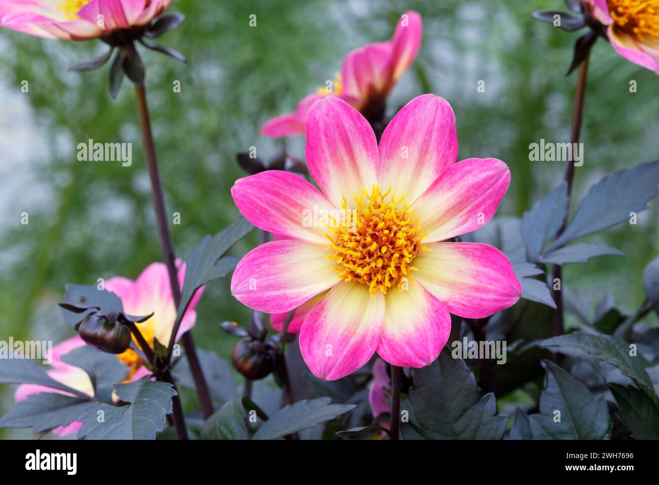 Dahlia Happy Days Halo Flower Foto Stock