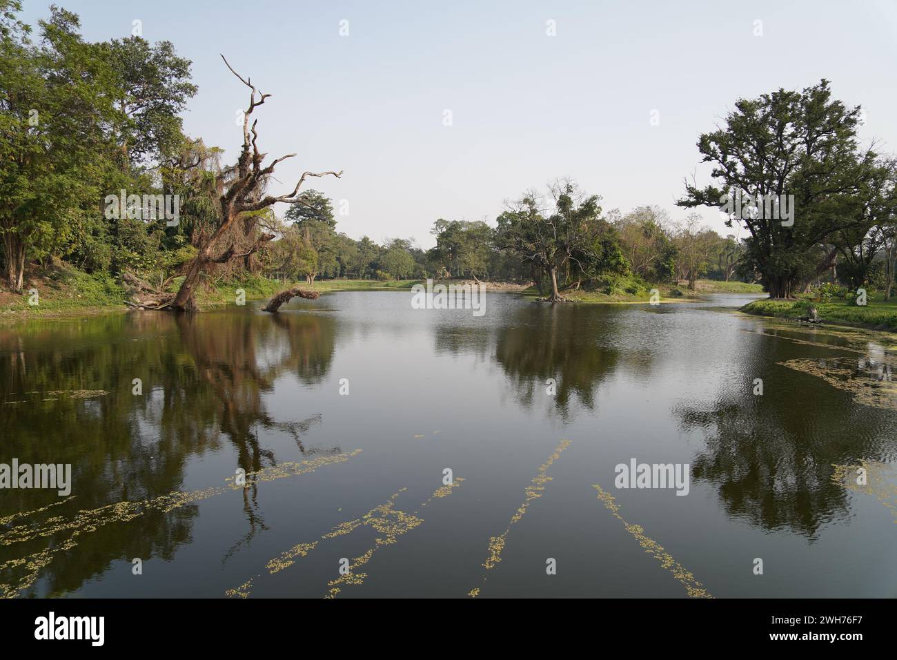 King's Lake. Giardino botanico indiano Acharya Jagadish Chandra Bose. Howrah, Kolkata, Bengala Occidentale, India. Foto Stock