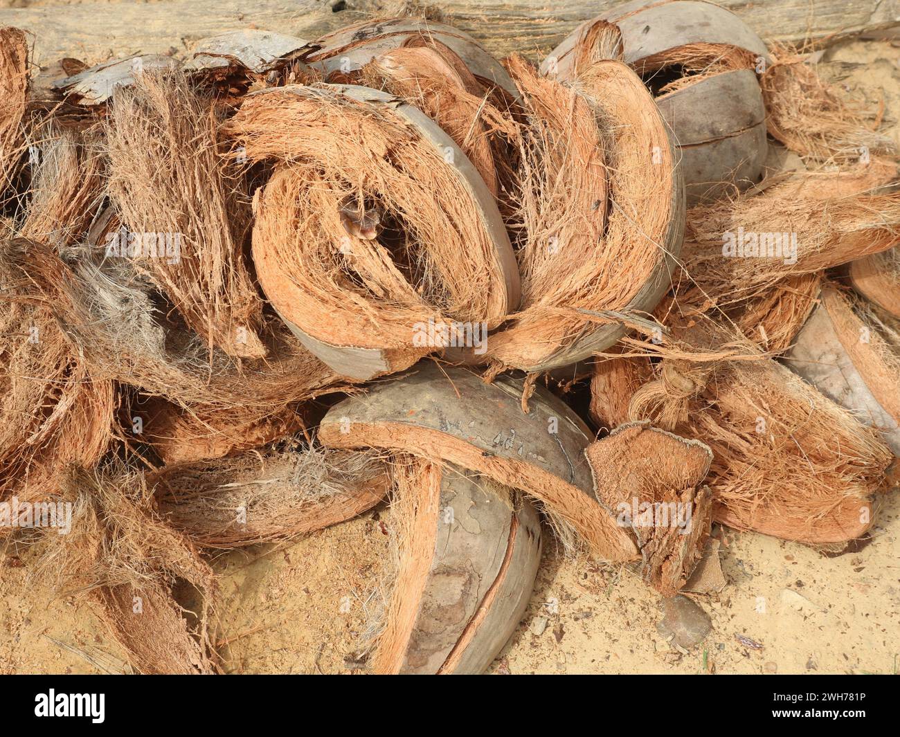 La fibra di cocco di scarto che presenta molti vantaggi contiene fibre ad alto potassio per fertilizzanti organici Foto Stock