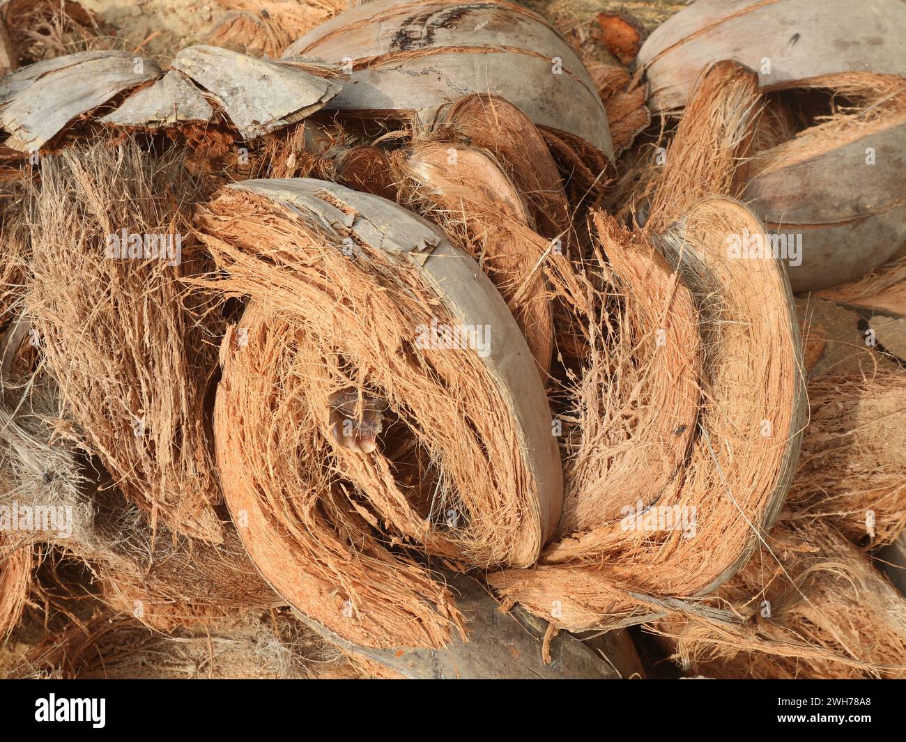 La fibra di cocco di scarto che presenta molti vantaggi contiene fibre ad alto potassio per fertilizzanti organici Foto Stock