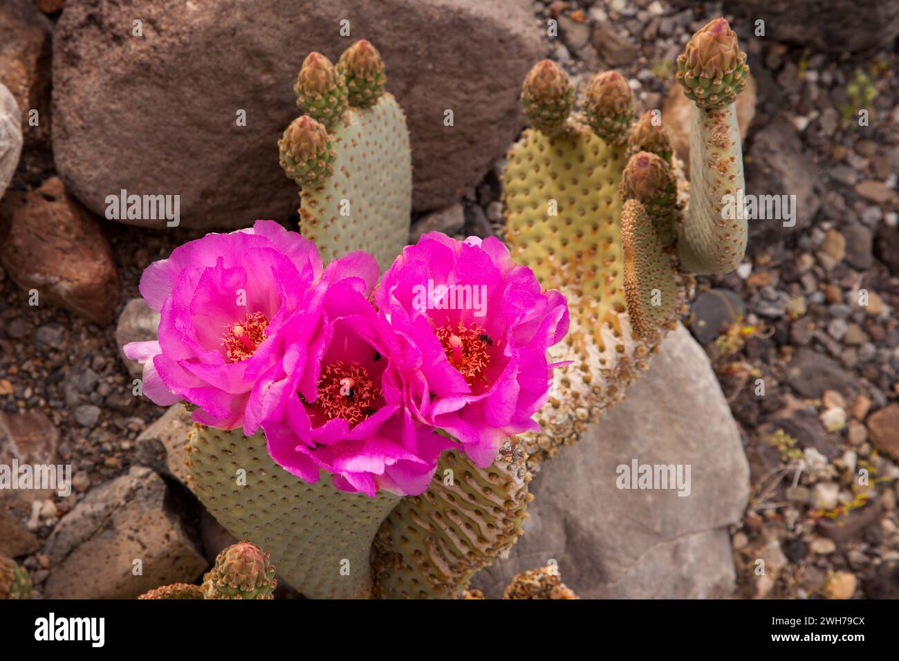 Beavertail Cactus, Opuntia basilaris, in fiore in primavera nel Death Valley National Park nel deserto del Mojave in California. Foto Stock