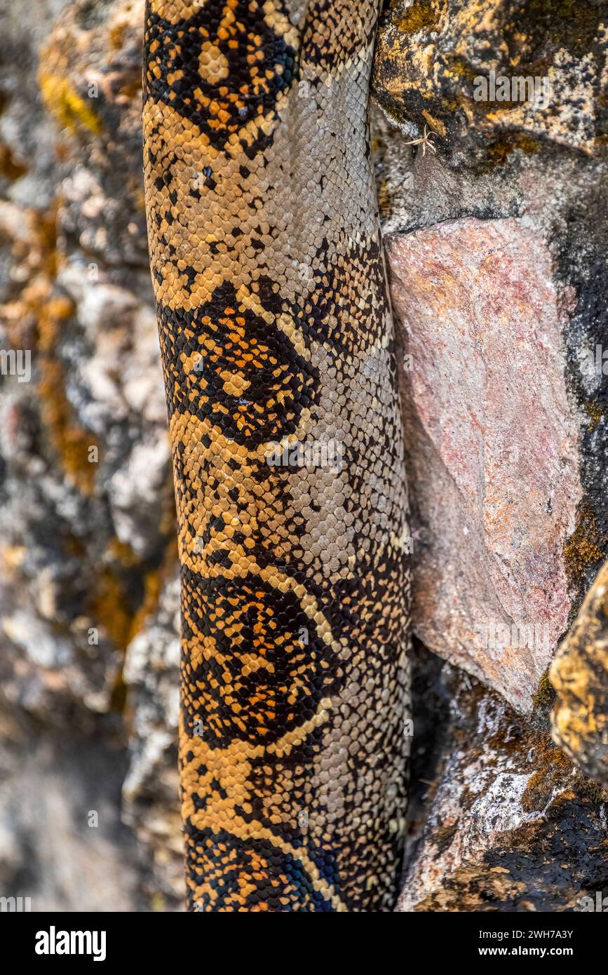 Boa constrictor primo piano bella pelle di serpente Foto Stock