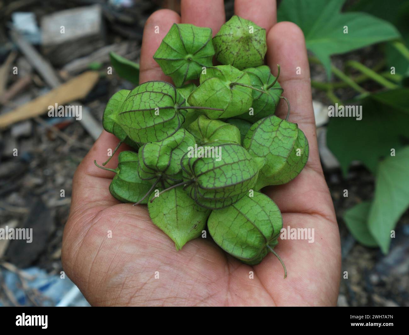 Mano che regge un pomodatillo Foto Stock