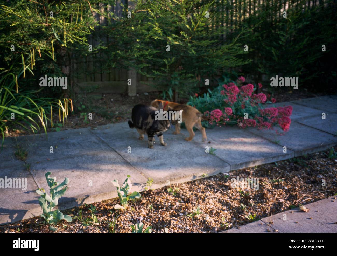 Tabby Tom Cat e Border Terrier Puppy si girano intorno a vicenda Sniffando il loro profumo a Garden Surrey Inghilterra Foto Stock