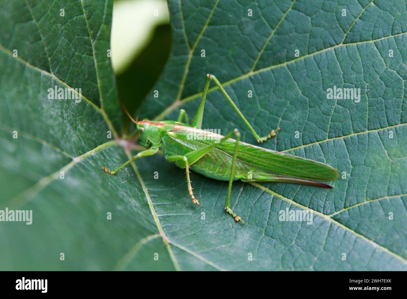 Grande cricket verde, Tettigonia viridissima, femmina adulta o imago su grande foglia verde in estate, primo piano. Concentrati sul cricket Foto Stock
