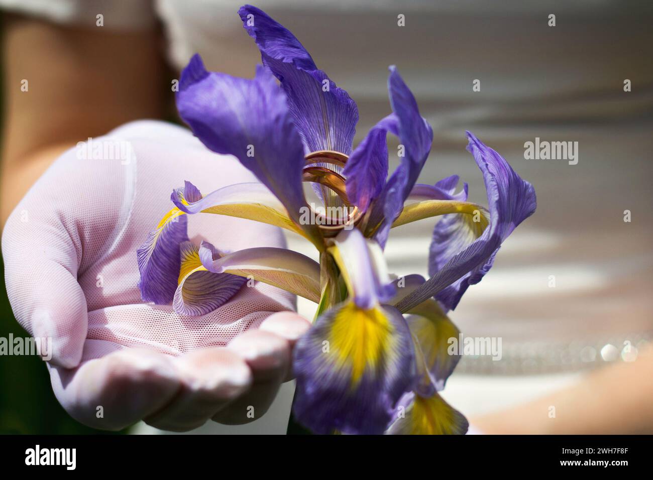 Anelli d'oro nuziali in fiore d'Iris Foto Stock