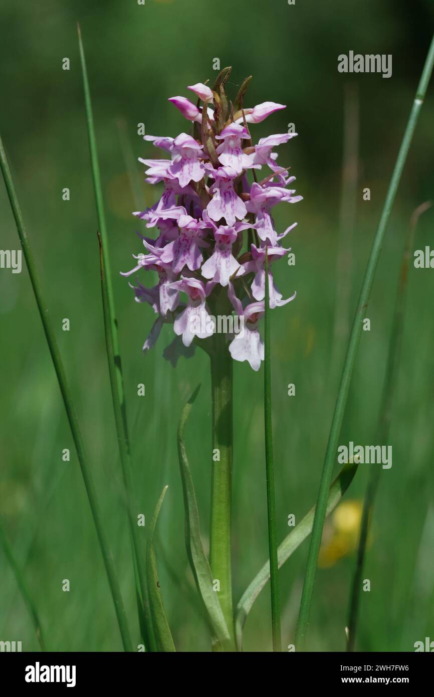 Fiori di Orchidea maculati comuni, Dactylorhiza fuchsii, Growing in A Grass Field, New Forest Regno Unito Foto Stock