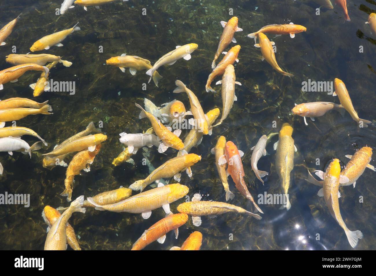 Laghetto di Koi sull'isola di Jeju, Corea del Sud Foto Stock