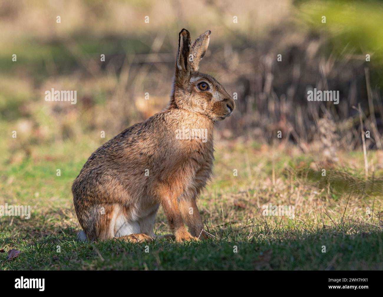 Una grande e sana Lepre marrone seduta lateralmente alla fotocamera, che mostra i dettagli del suo occhio arancione, grandi orecchie e pelliccia marrone chiazzata - Suffolk, Regno Unito Foto Stock