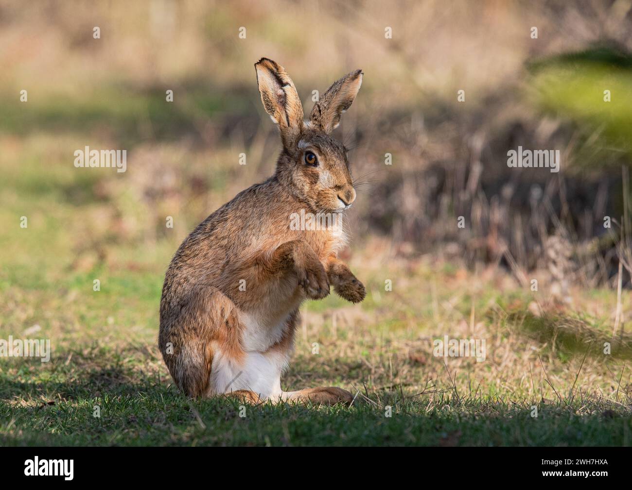 Un'immagine dettagliata di una Lepus europaeus (Lepus europaeus) in piedi sulle zampe posteriori, che sbatte la rugiada dalle zampe. Suffolk, Regno Unito Foto Stock