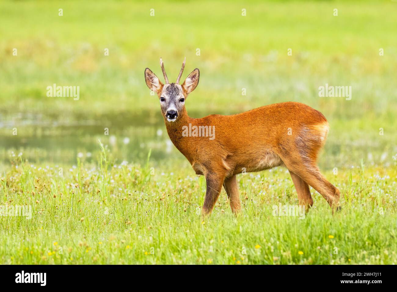 Roe Deer, Isola della cona, Italia Foto Stock