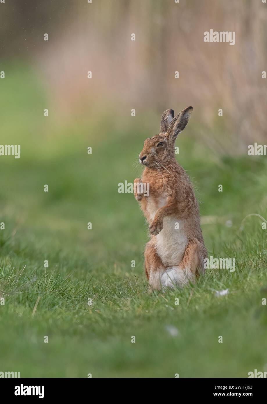 Una Lepre marrone (Lepus europaeus) in piedi sulle sue zampe posteriori , che sfiora la rugiada dalle zampe. Suffolk , Regno Unito Foto Stock