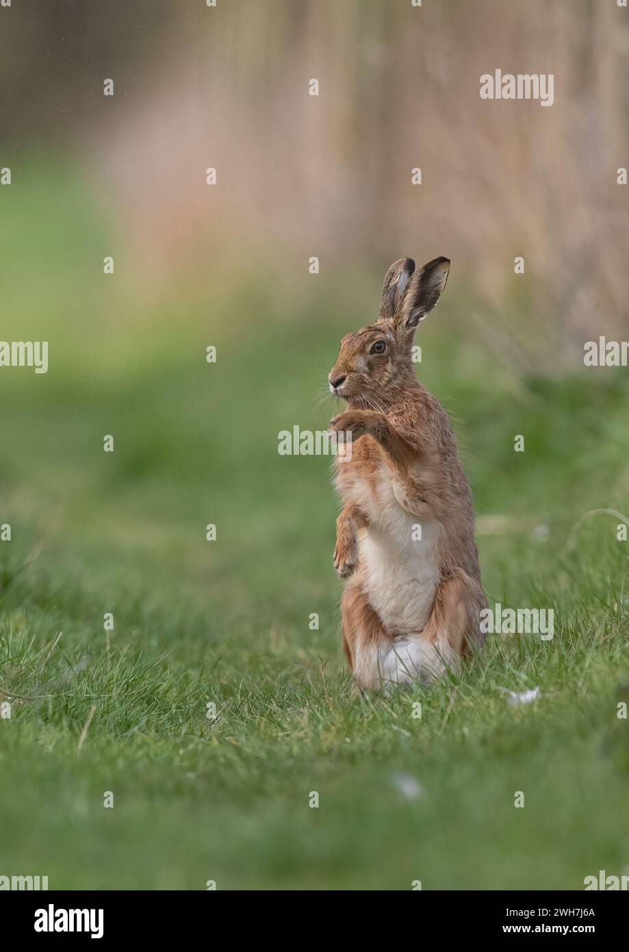 Una Lepre marrone (Lepus europaeus) in piedi sulle sue zampe posteriori , che sfiora la rugiada dalle zampe. Suffolk , Regno Unito Foto Stock