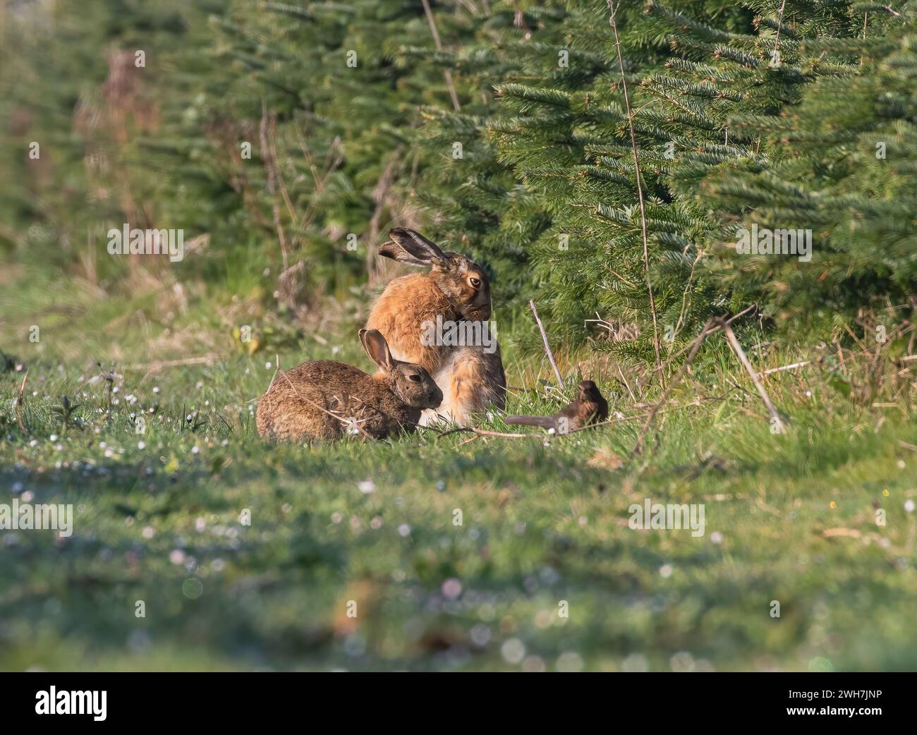 Riesci a capire la differenza tra una lepre e un coniglio?Ecco un'immagine di entrambe le specie insieme a un uccello nero per il confronto. Suffolk, Regno Unito Foto Stock