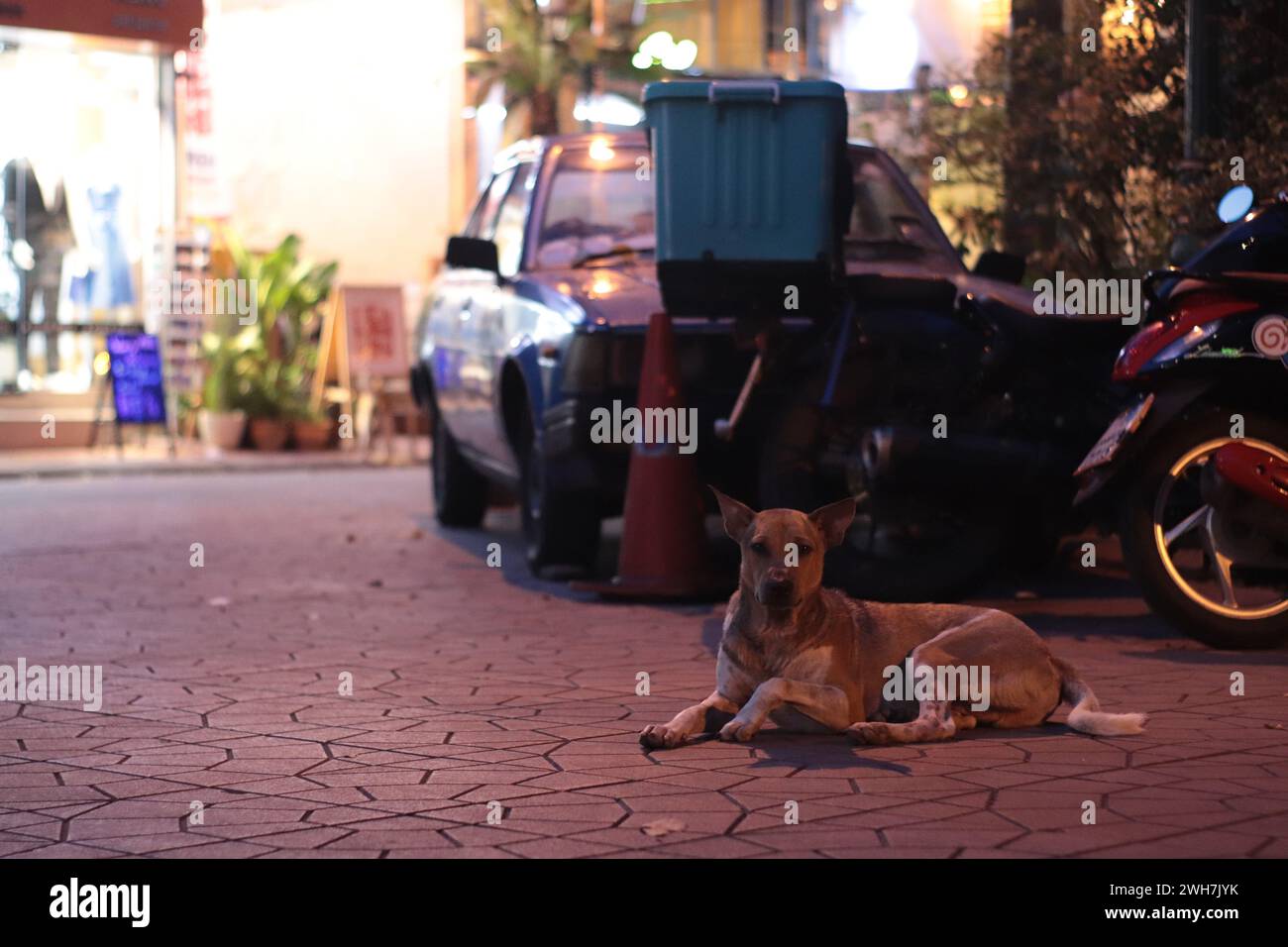 Cane da strada (cane soi) rilassante nella strada accanto alla vecchia auto, Pranakhon, Bangkok, Thailandia Foto Stock