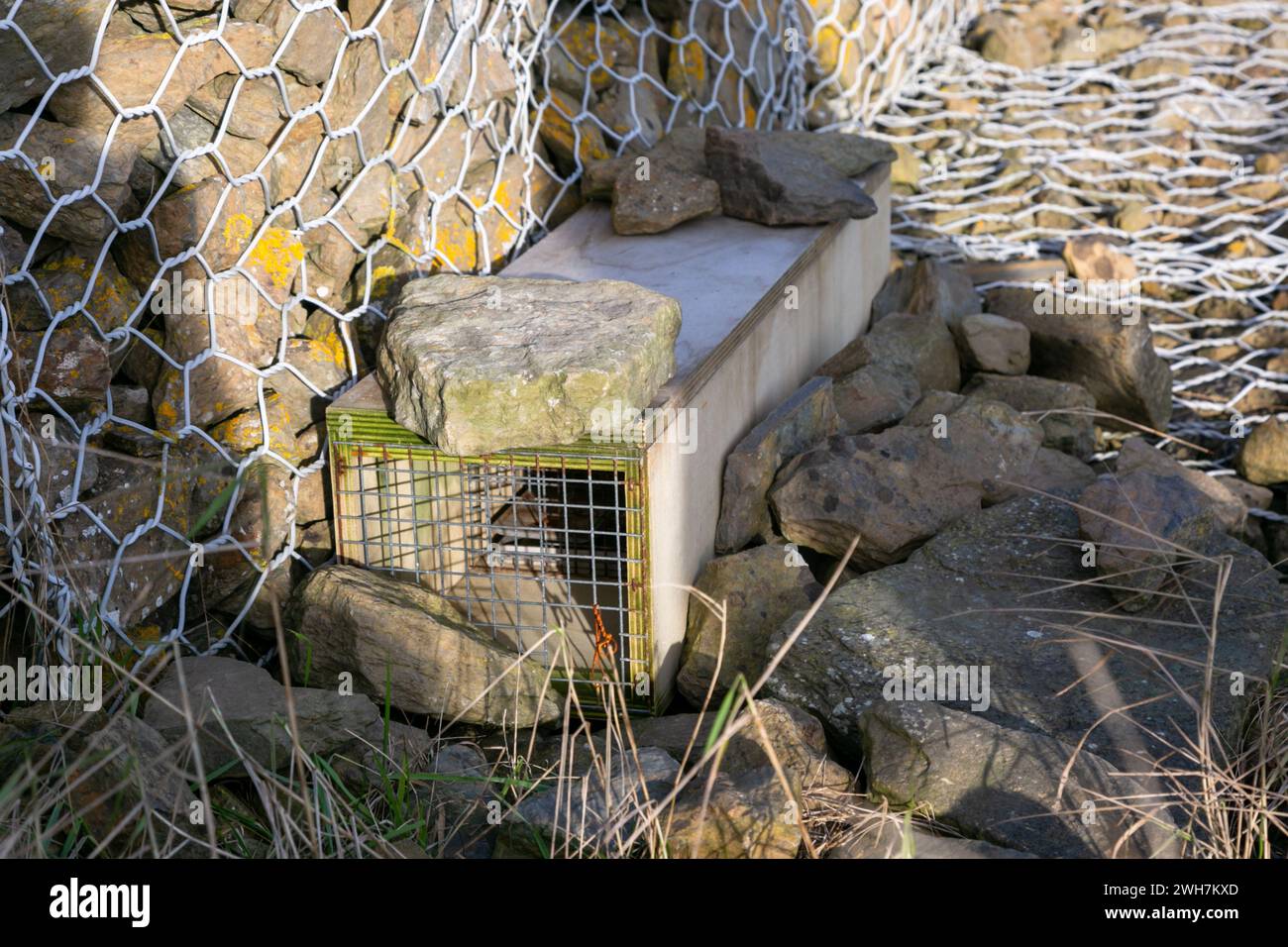 Trappola antiparassitaria per feci, Orcadi, Regno Unito Foto Stock