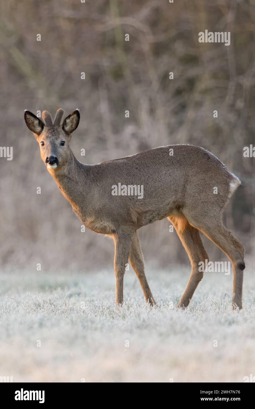 Roe Deer ( Capreolus capreolus ), uomo d'inverno, buck, corna di velluto, in piedi ai margini di una foresta su un prato innevato, wildilfe, Europa. Foto Stock