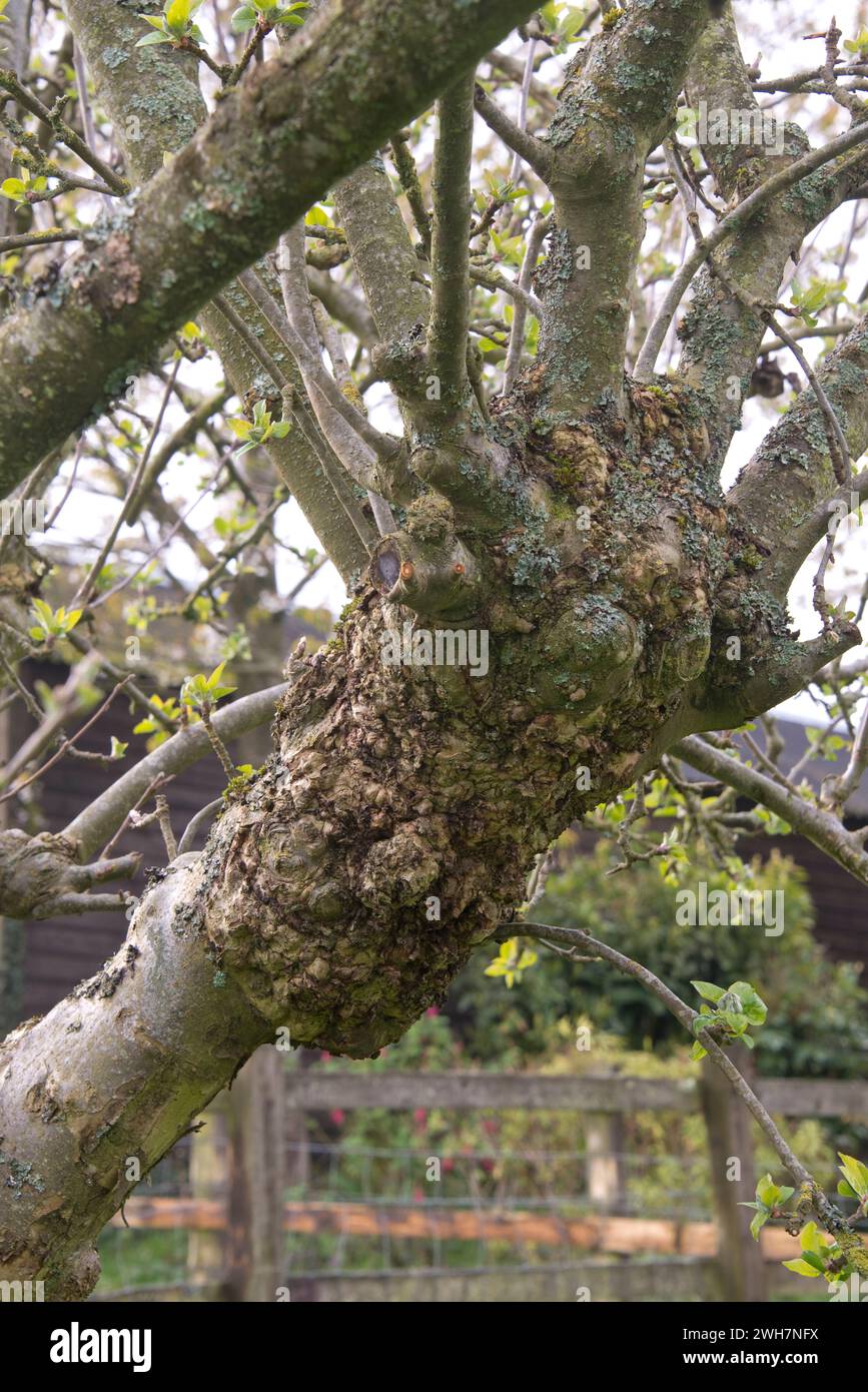 Tronco di un vecchio albero di mele, gonfio in modo sgradevole, a causa di una condizione chiamata nodo di bave, che provoca fuoriuscite di radici simili a quelle tumorali sul tronco, Berkshire, Foto Stock