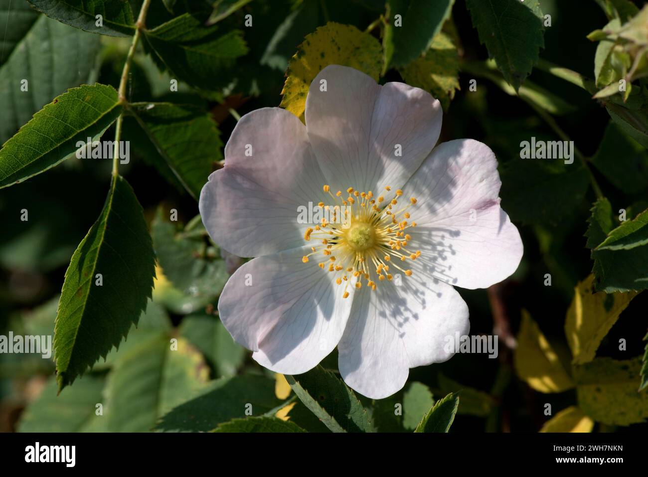 Rosa canina (Rosa canina) fiore rosa pallido profumato dolce con cinque petali e cerchio centrale di stami, anthers e stili, Berkshire, giugno Foto Stock