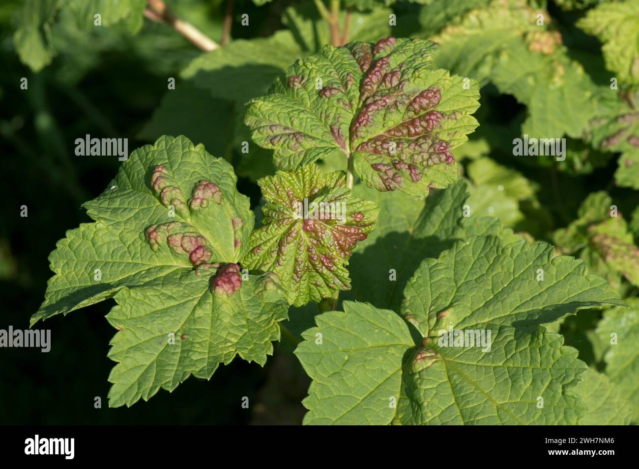 Blister di ribes aphid (Cryptomyzus ribis) a cupola di colore verde o rosso sulle foglie di un cespuglio di ribes rosso (Ribes rubrum), Berkshire, maggio Foto Stock
