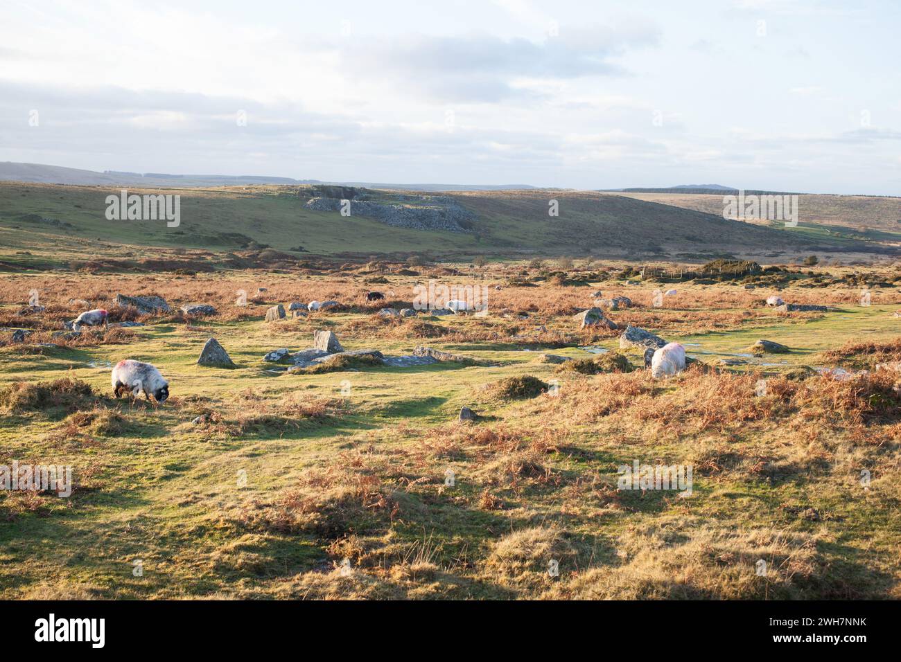 Vista delle pecore che pascolano sul Bodmin Moor vicino ai Minions in Cornovaglia nel Regno Unito Foto Stock