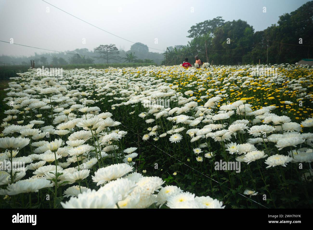 Khirai, Bengala occidentale, India - 23.01.23 : agricoltori che raccolgono Crisanthemums, Chandramalika, Chandramallika, mamme, crisantemi, genere Chrysanthemum. Foto Stock