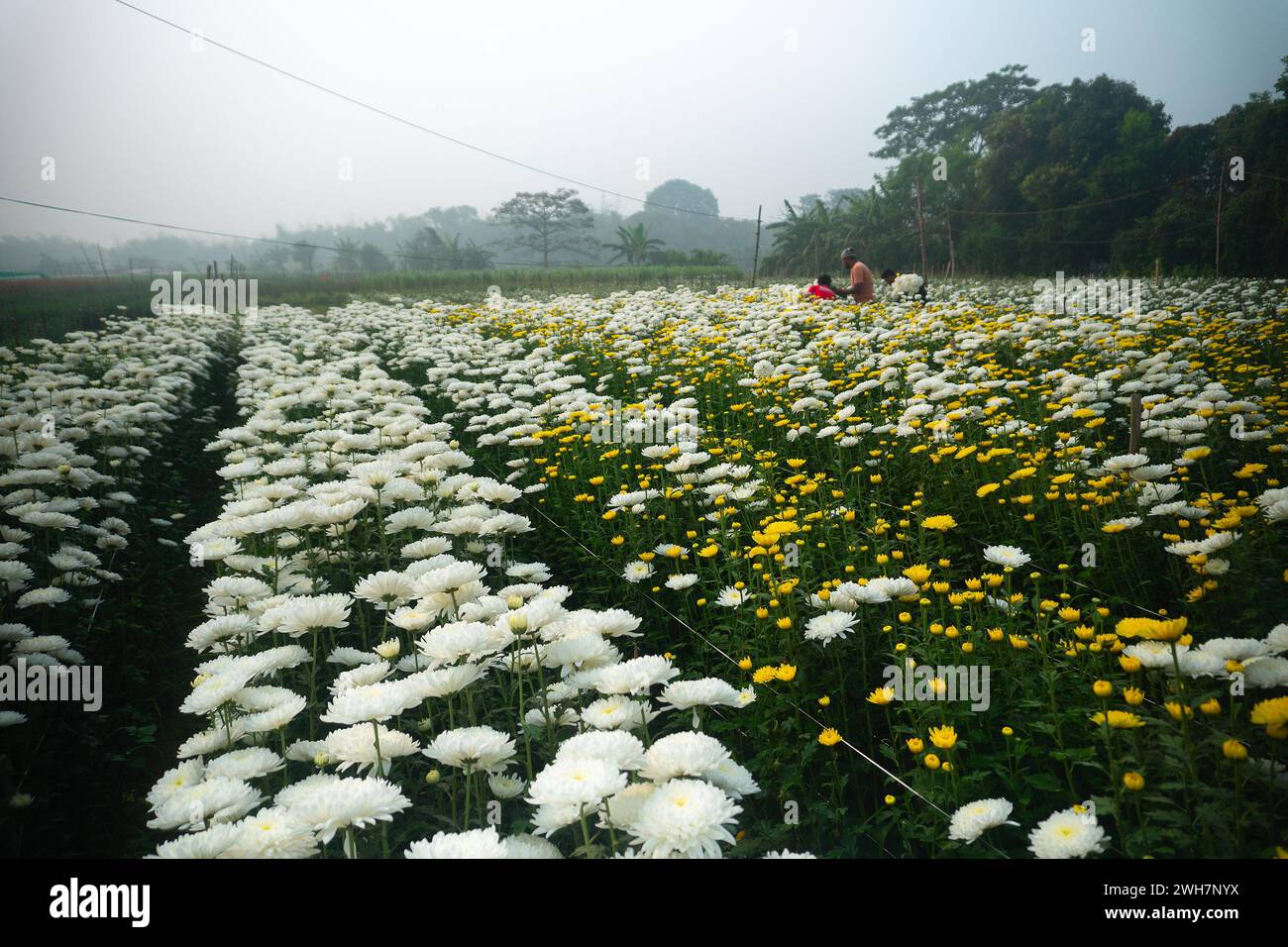 Khirai, Bengala occidentale, India - 23.01.23 : agricoltori che raccolgono Crisanthemums, Chandramalika, Chandramallika, mamme, crisantemi, genere Chrysanthemum. Foto Stock