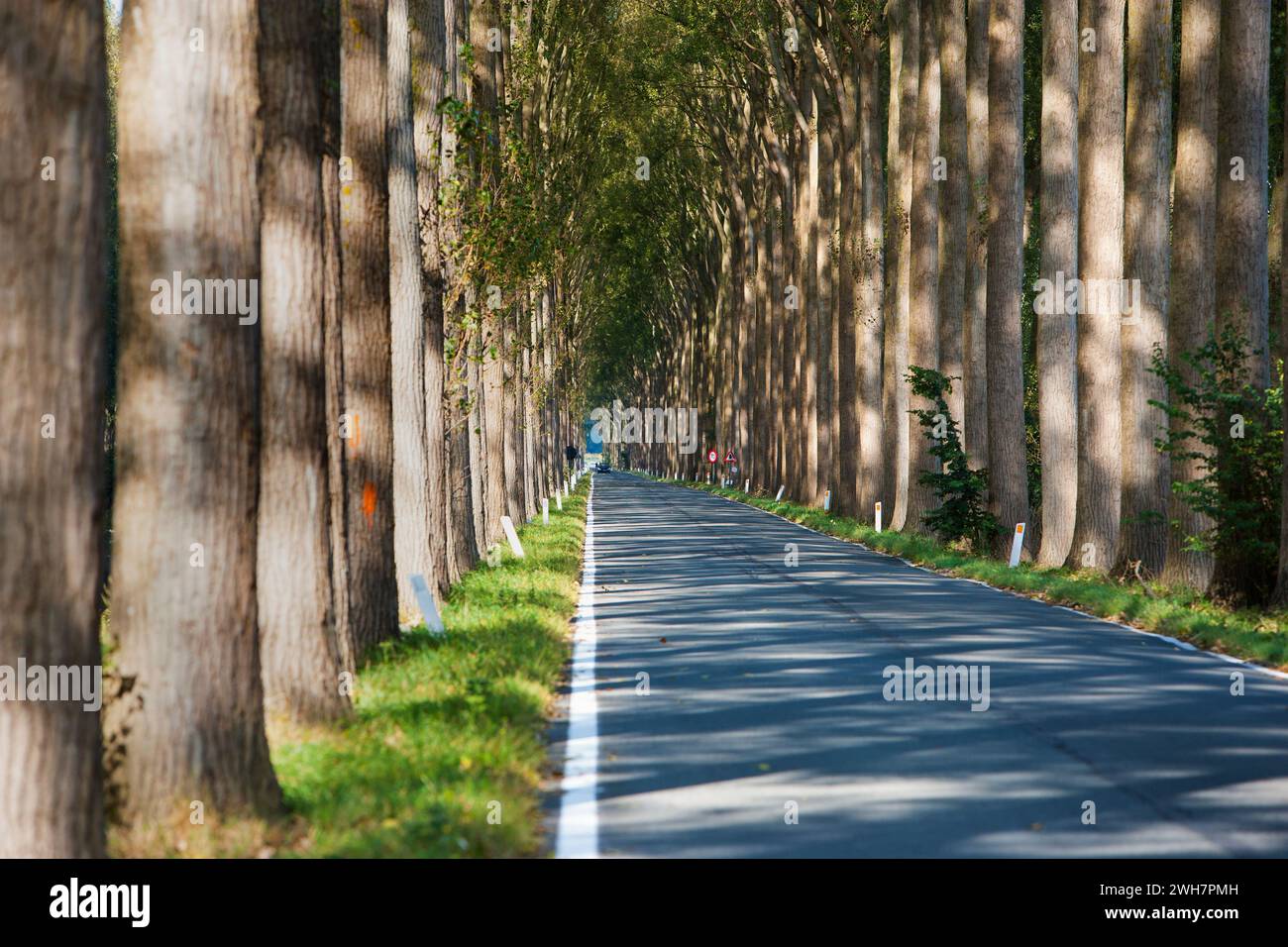 Viale alberato, Canale Schipdonk, Schipdonkvaart, Damme, Fiandre, Belgio, Europa Foto Stock