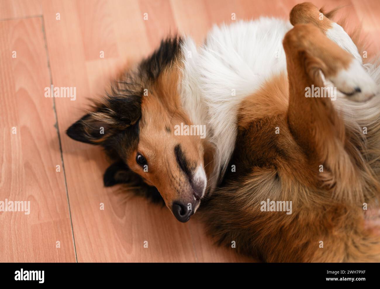 Collie per terra Foto Stock