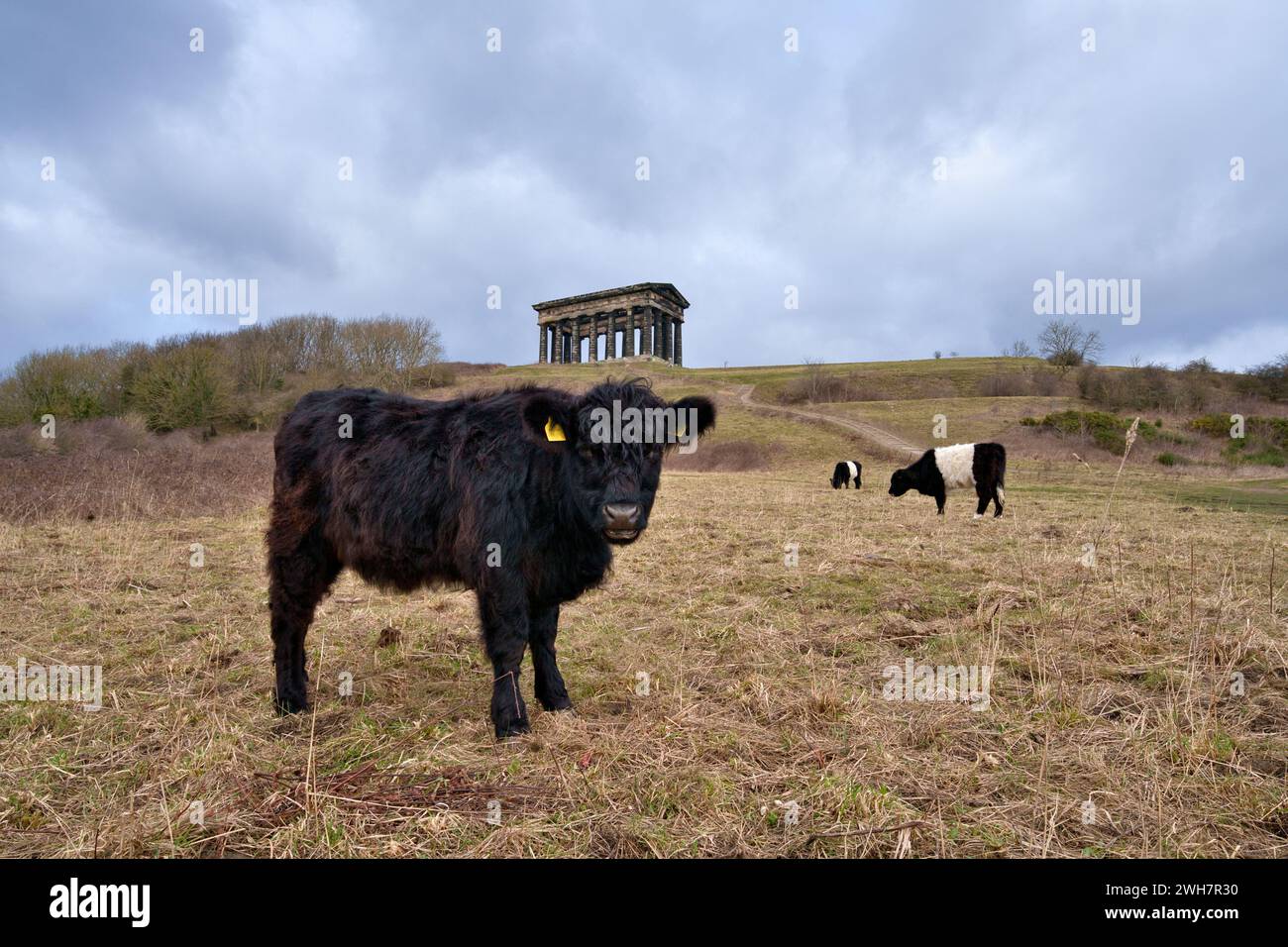 Un giovane bullo in piedi in un campo sotto il monumento Penshaw a Sunderland. Gey cielo sopra e buoi pascolano sullo sfondo. Foto Stock