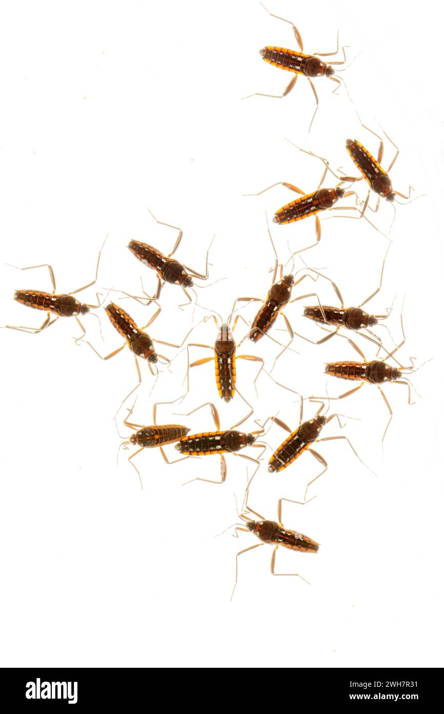 Gli insetti fotografati attraverso il vetro con l'uso di un flash per mostrare i loro corpi trasparenti. Foto Stock