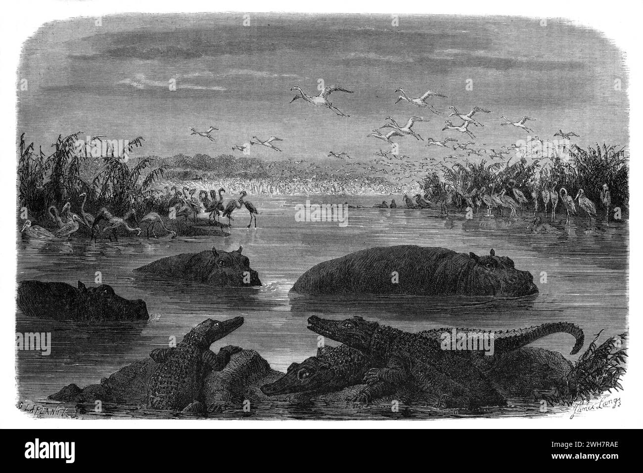 Coccodrilli e ippopotami umidi o ippopotami in un lago lungo il fiume Pongola, il fiume Phongolo o la riserva di caccia di Pongola, Sudafrica. Incisione vintage o storica o illustrazione 1863 Foto Stock