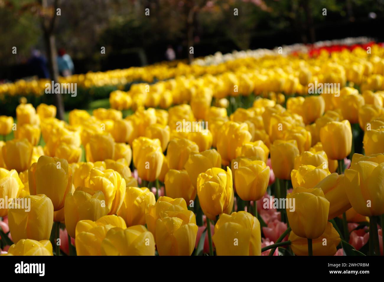Tulipani gialli a Keukenhof, parco di fiori. Paesi Bassi. Foto Stock