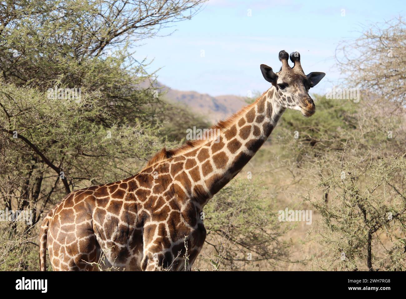 La giraffa nel Serengeti Foto Stock