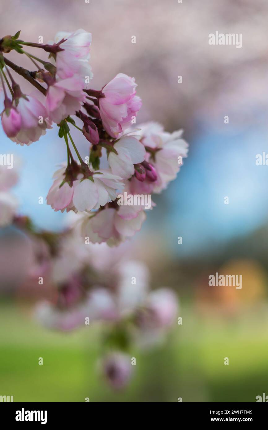 Sfondo floreale sfocato rosa e blu, fiore di ciliegio selvatico (sakura) per uno sfondo primaverile. Messa a fuoco selettiva Foto Stock