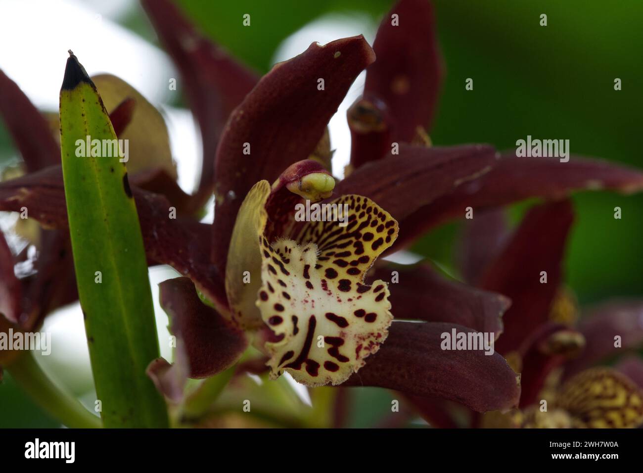 Fiore di orchidea della barca maculata viola al Kew Gardens Orchid Festival 2024 Foto Stock