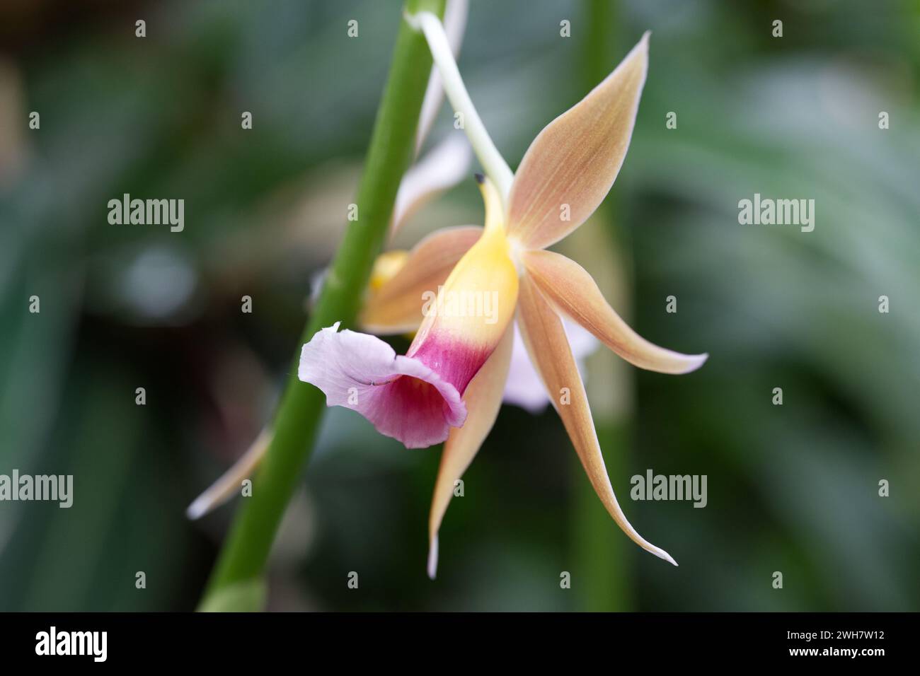 Un fiore di orchidea paludosa al Kew Gardens Orchid Festival 2024 Foto Stock