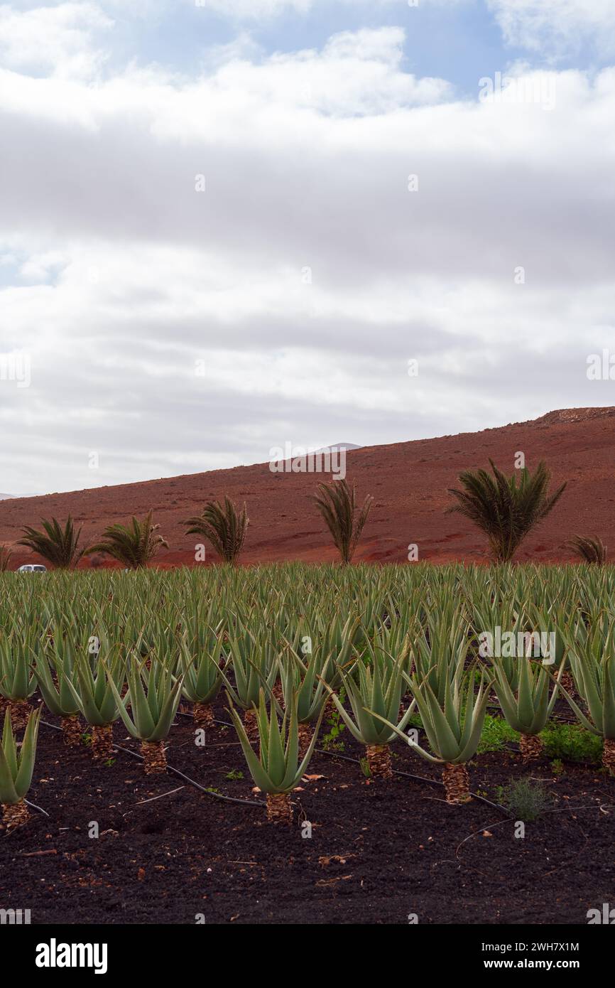 Un tranquillo paesaggio caratterizzato da un campo di piante di aloe vera con dolci colline rosse e palme sullo sfondo sotto un cielo nuvoloso. Foto Stock