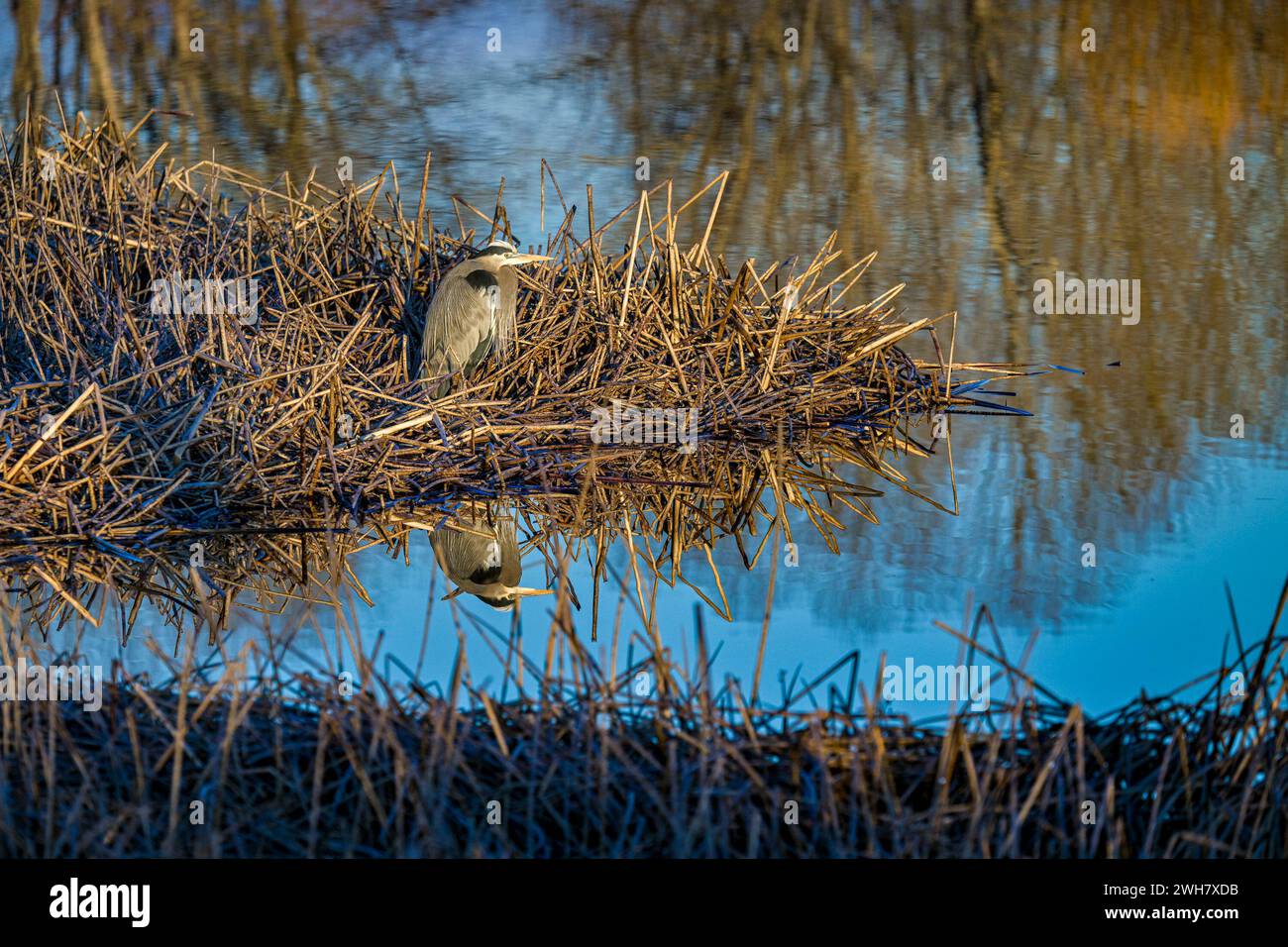 Great Blue Heron, Iona Beach Regional Park, Richmond, British Columbia, Canada Foto Stock