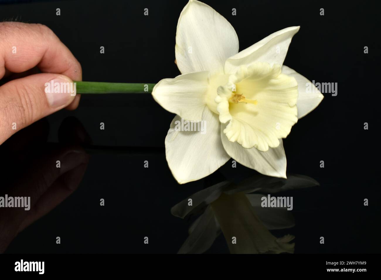 Un uomo tiene in mano un fiore di narciso bianco. Foto Stock