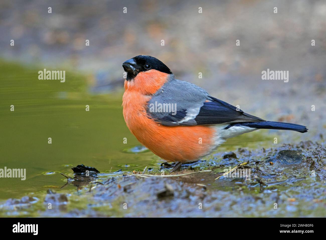 Rollfinch eurasiatico / rollfinch comune (pirrhula pirrhula) acqua potabile maschile da stagno / rivuletto Foto Stock