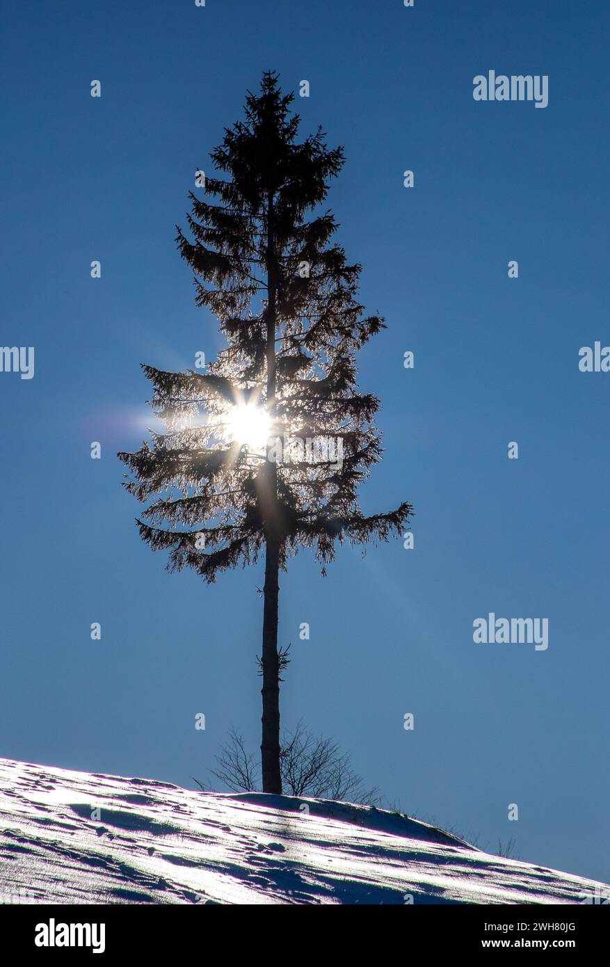 Un pino solitario si erge in cima a una collina innevata durante l'inverno Foto Stock