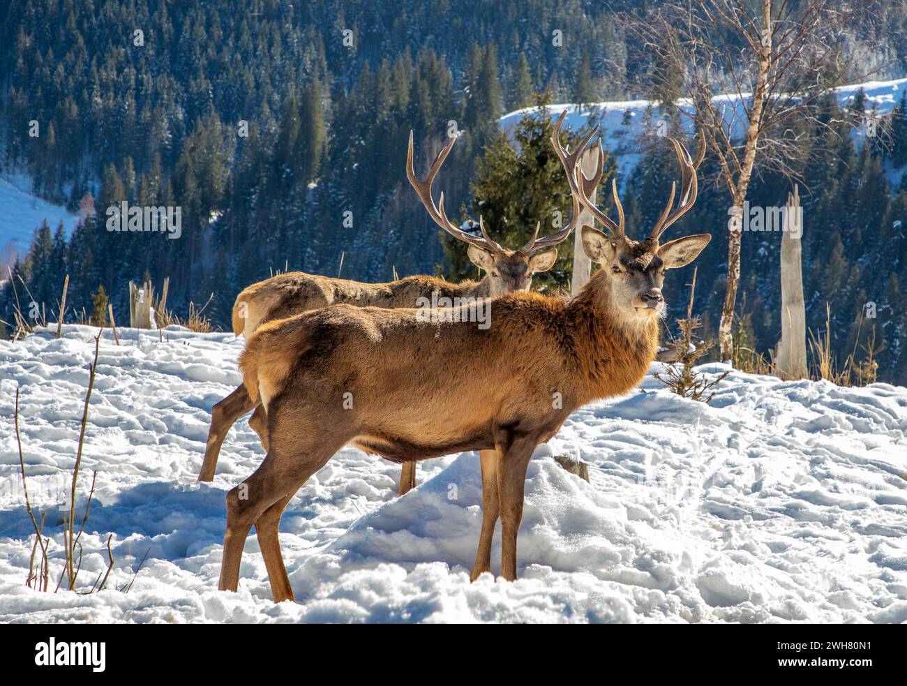 Cervo arroccato su una collina innevata tra alberi Foto Stock