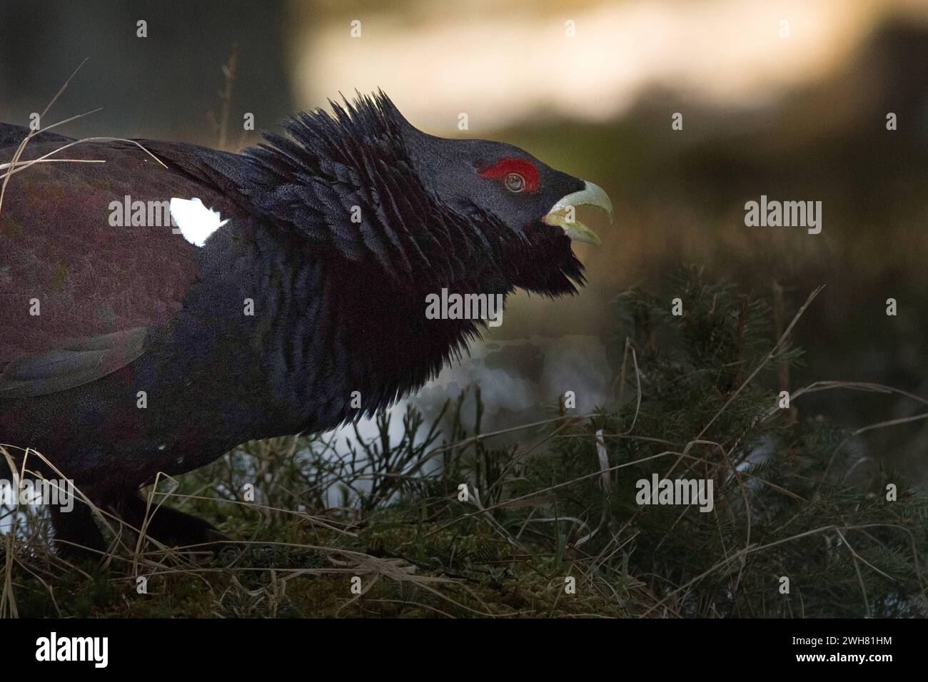 Auerhahn, Auerwild Balzzeit Auerhahn, Auerwild Balzzeit *** Capercaillie, capercaillie stagione di accoppiamento Capercaillie, capercaillie stagione di accoppiamento Foto Stock