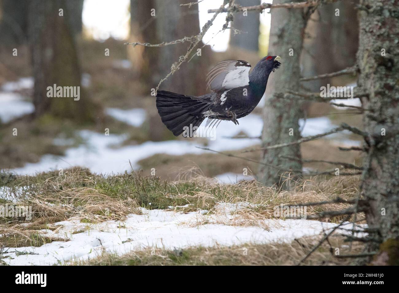 Auerhahn, Auerwild Balzzeit Auerhahn, Auerwild Balzzeit *** Capercaillie, capercaillie stagione di accoppiamento Capercaillie, capercaillie stagione di accoppiamento Foto Stock