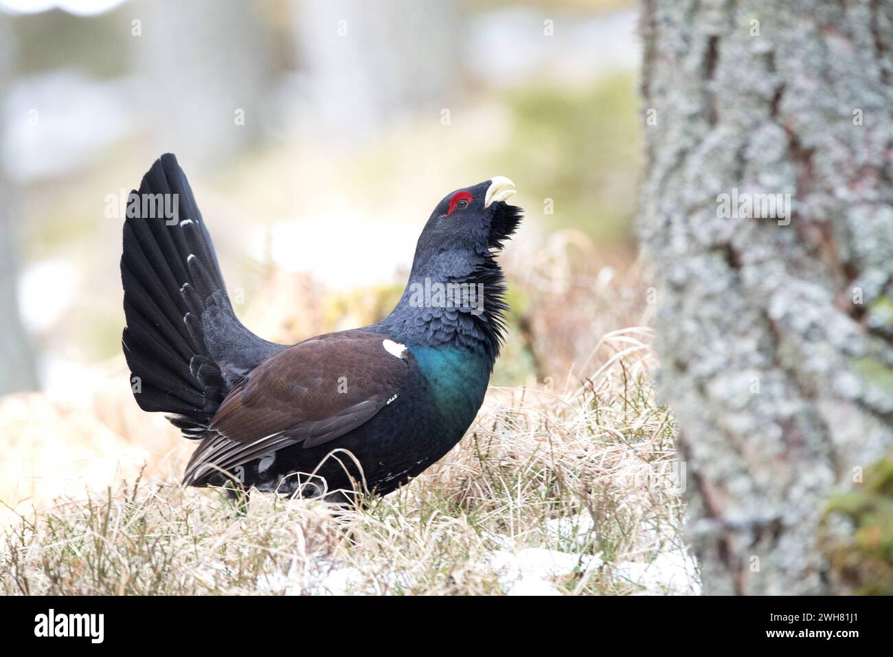 Auerhahn, Auerwild Balzzeit Auerhahn, Auerwild Balzzeit *** Capercaillie, capercaillie stagione di accoppiamento Capercaillie, capercaillie stagione di accoppiamento Foto Stock